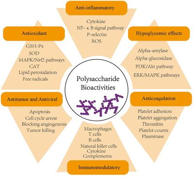 Beyond cellulose: pharmaceutical potential for bioactive plant polysaccharides in treating disease and gut dysbiosis